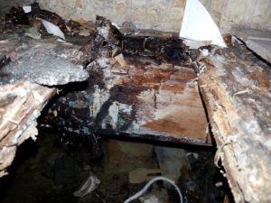This is an example of the damage that Dry Rot Fungus can cause. This was growing for many years undetected under laminate overlay.