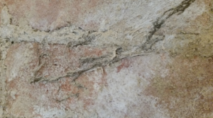 Dry Rot growing over damp masonry in search of timbers to attack