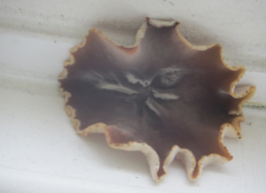 This type of fungus is commonly diagnosed as Dry Rot when in fact it is Plaster fungus (Peziza family)