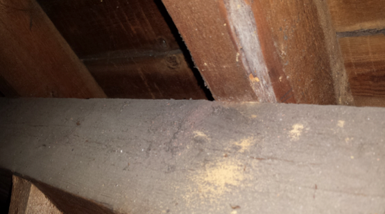 Evidence of a live infestation of woodworm in the roof void.