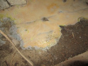 Dry-Rot identified on timber floor.