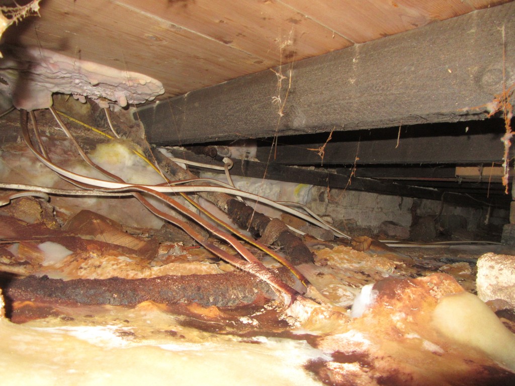 DryRot Outbreak and Treatment Shaw Preservations